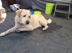 iphoneaug2015 2015-06-04 002