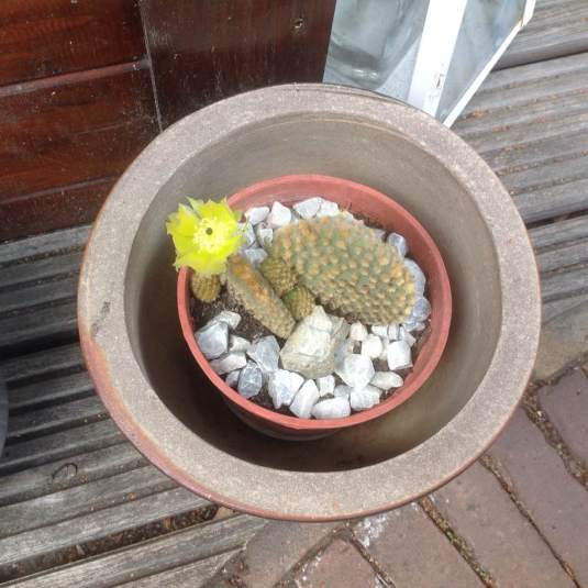 14045774_1572662586374553_7326796157875314772_n